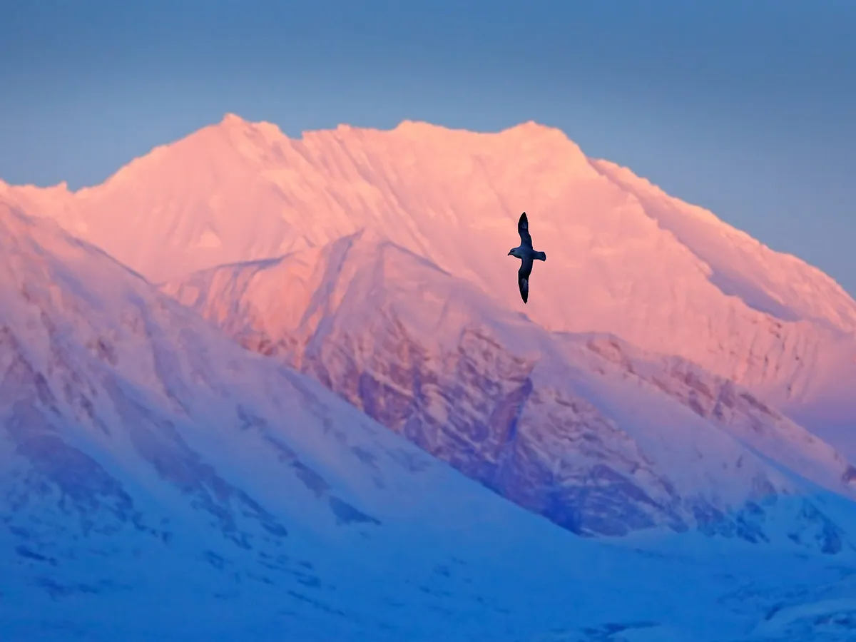 How Do Birds Help The Environment? (4 Key Reasons) | Birdfact