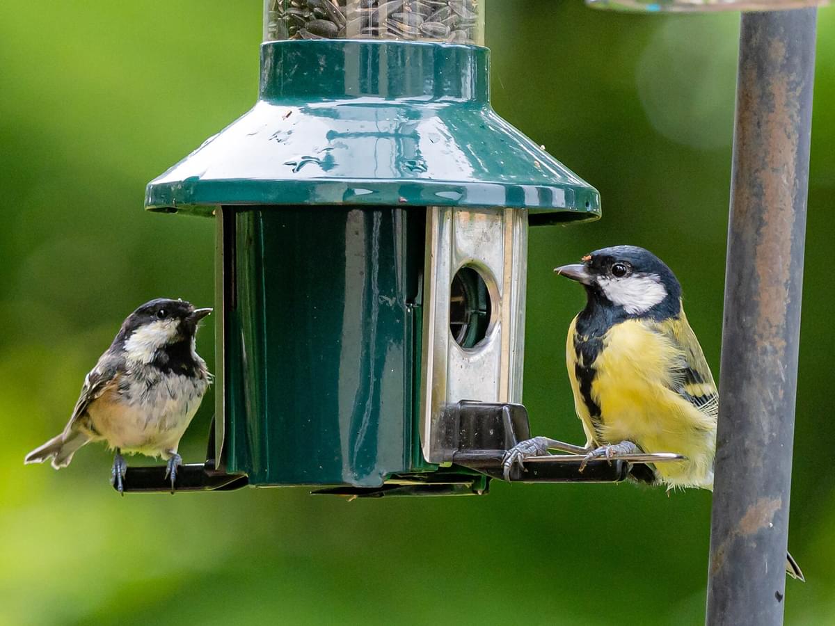 Coal Tit or Great Tit: How to Tell Them Apart