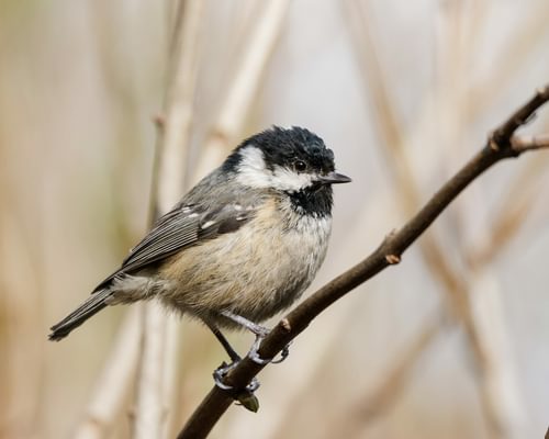 Coal Tit