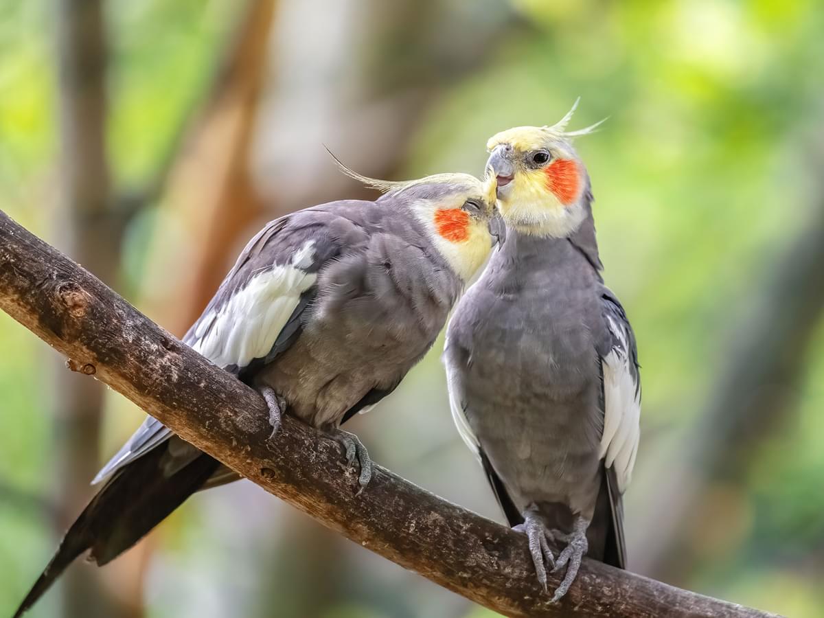 Cockatiel Nesting (Behavior, Eggs + FAQs)