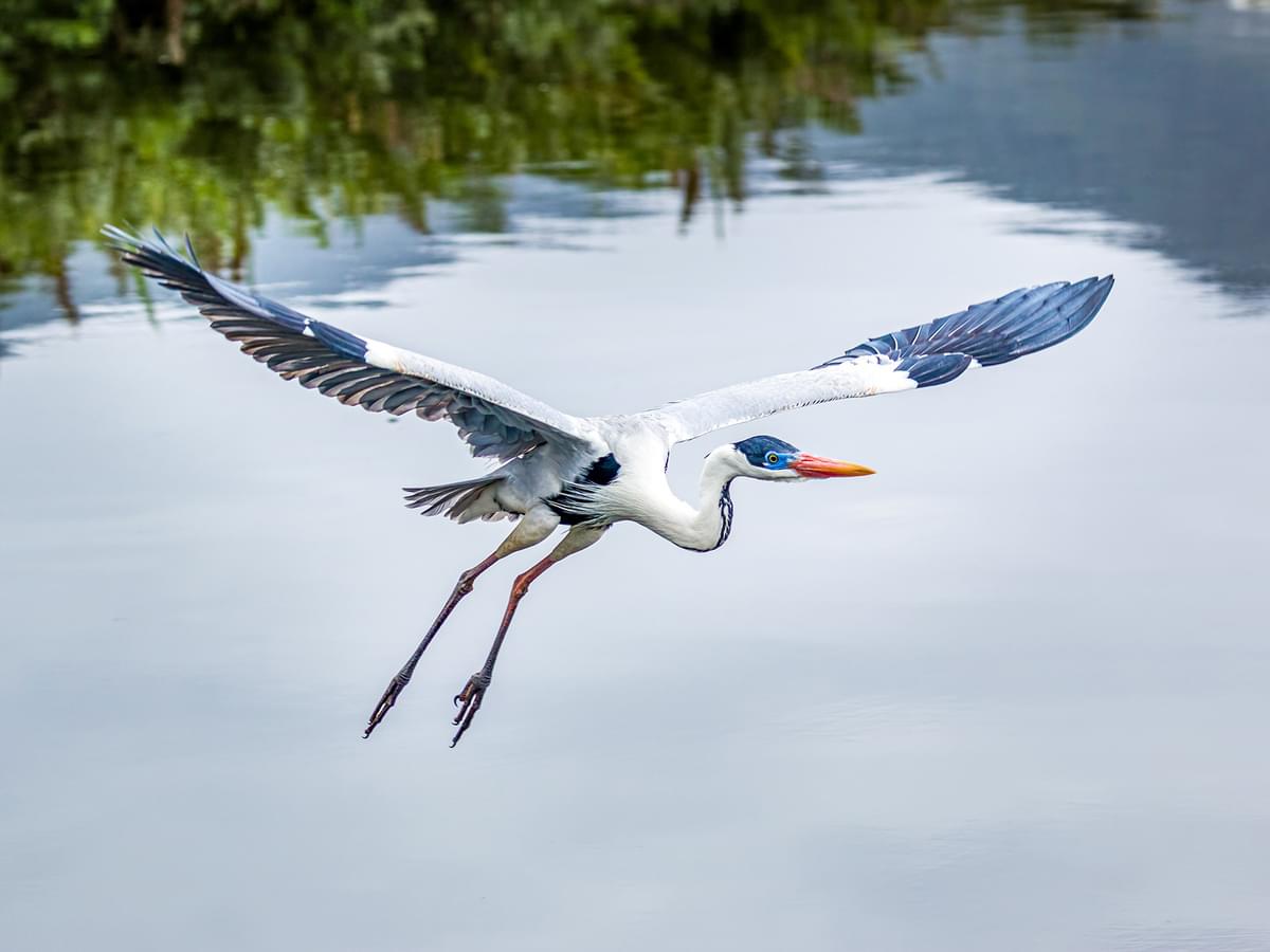 Cocoi Heron in-flight over a lagoon