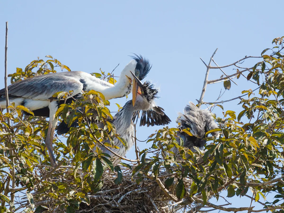 Cocoi Heron at nest with chicks