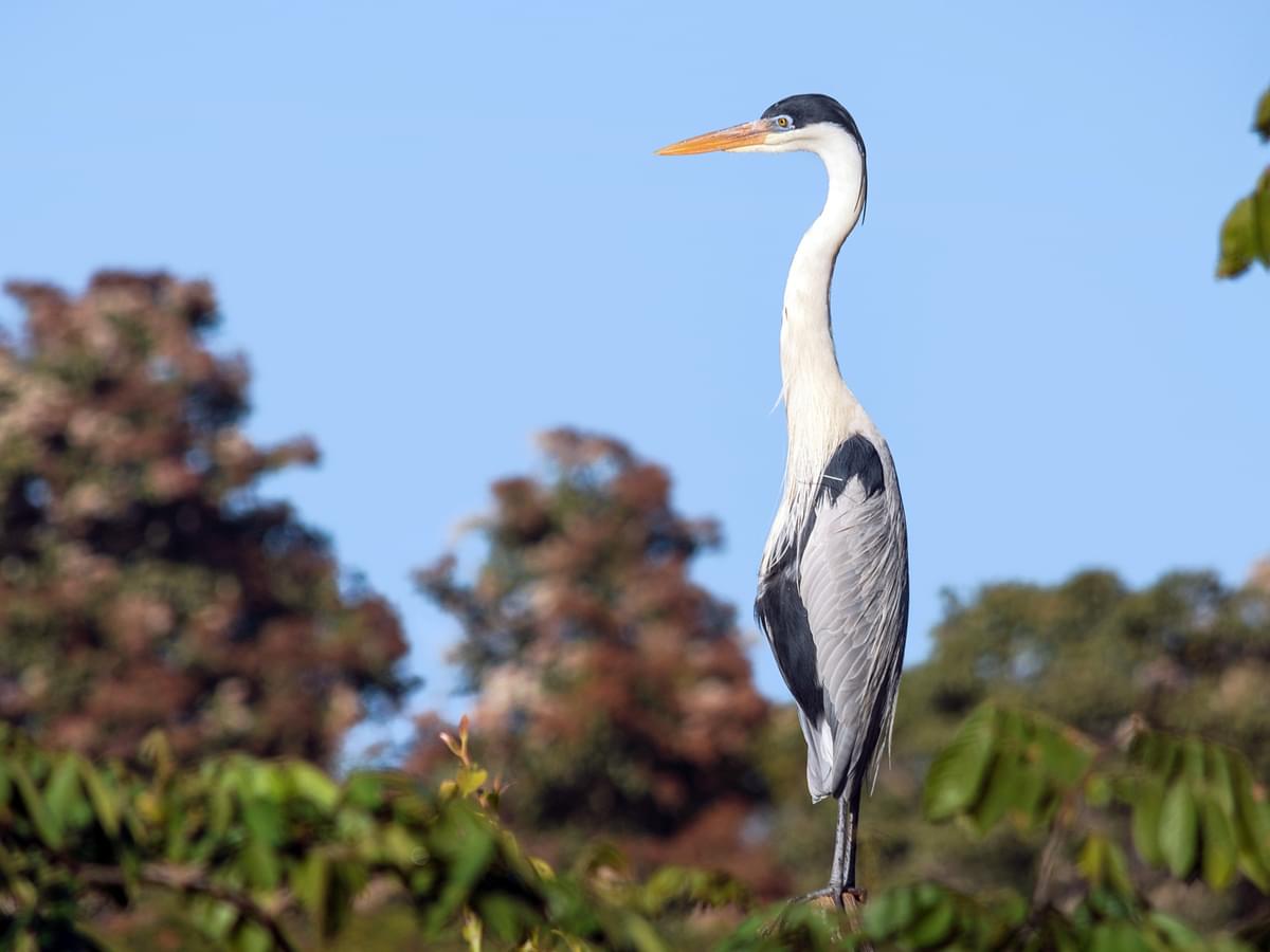 Cocoi Heron perching high up in the trees