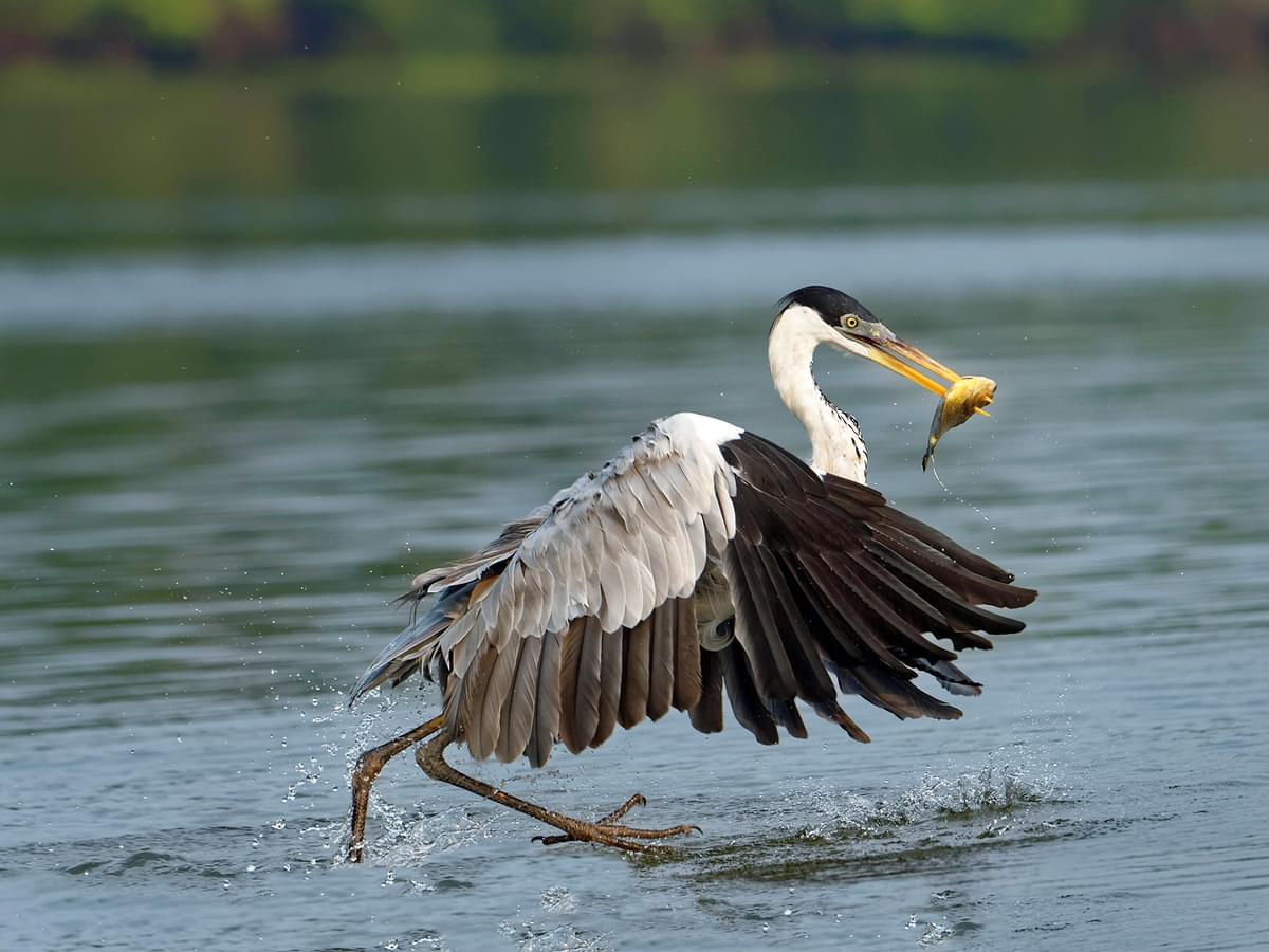 Cocoi Heron in take-off after catching its prey