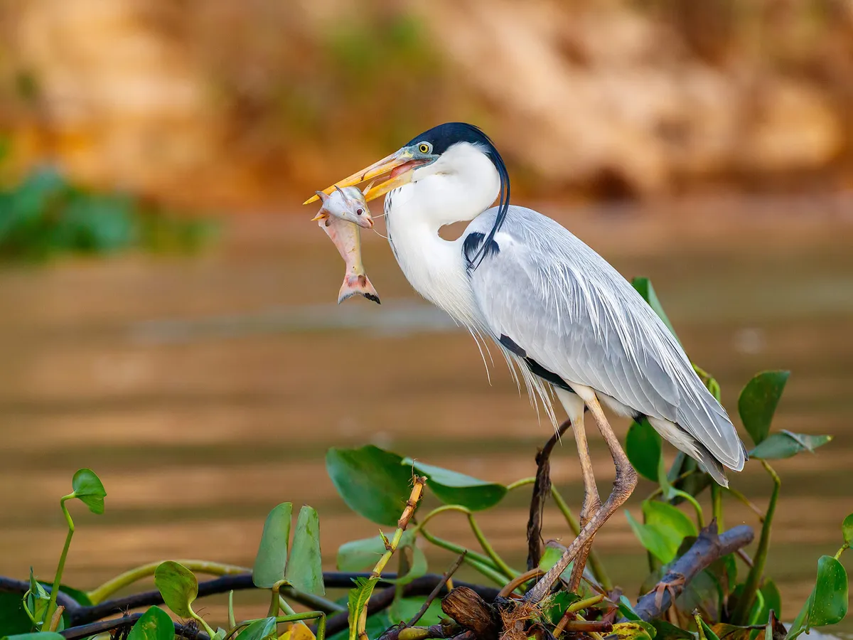 Cocoi Heron that has caught a large fish