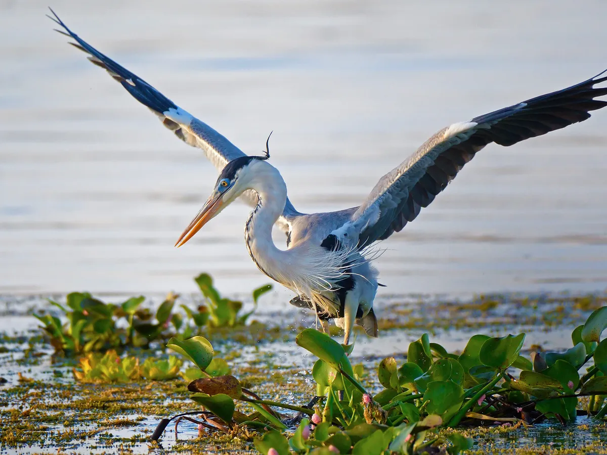 Cocoi Heron with spread wings