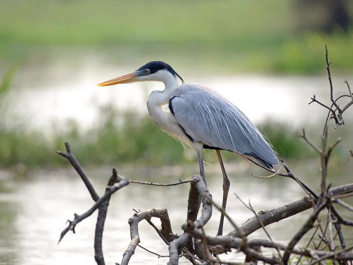 Cocoi Heron Bird Facts (Ardea cocoi) | Birdfact