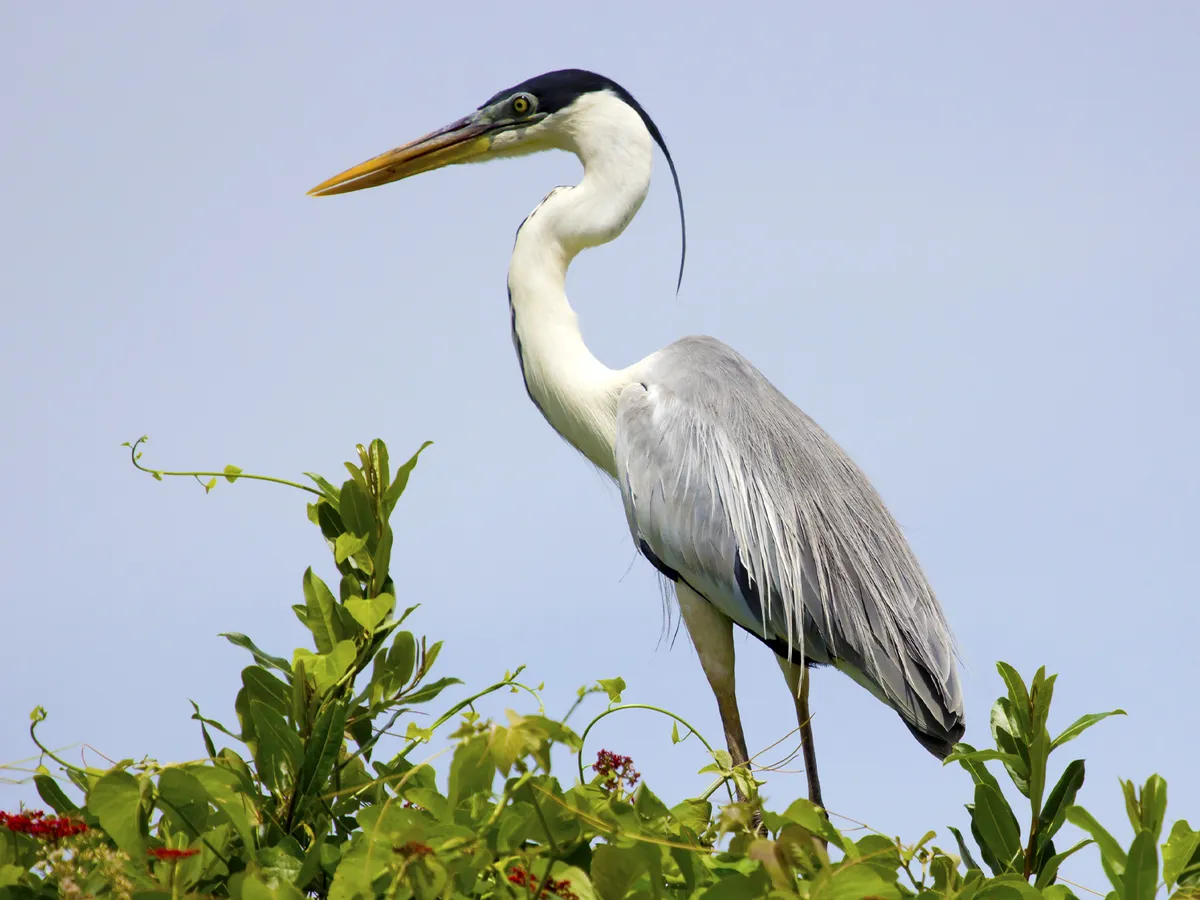 What Do Herons Eat? (Complete Guide) | Birdfact