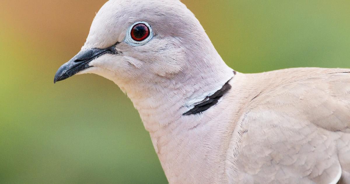Eurasian Collared Dove Bird Facts (Streptopelia decaocto) | Birdfact