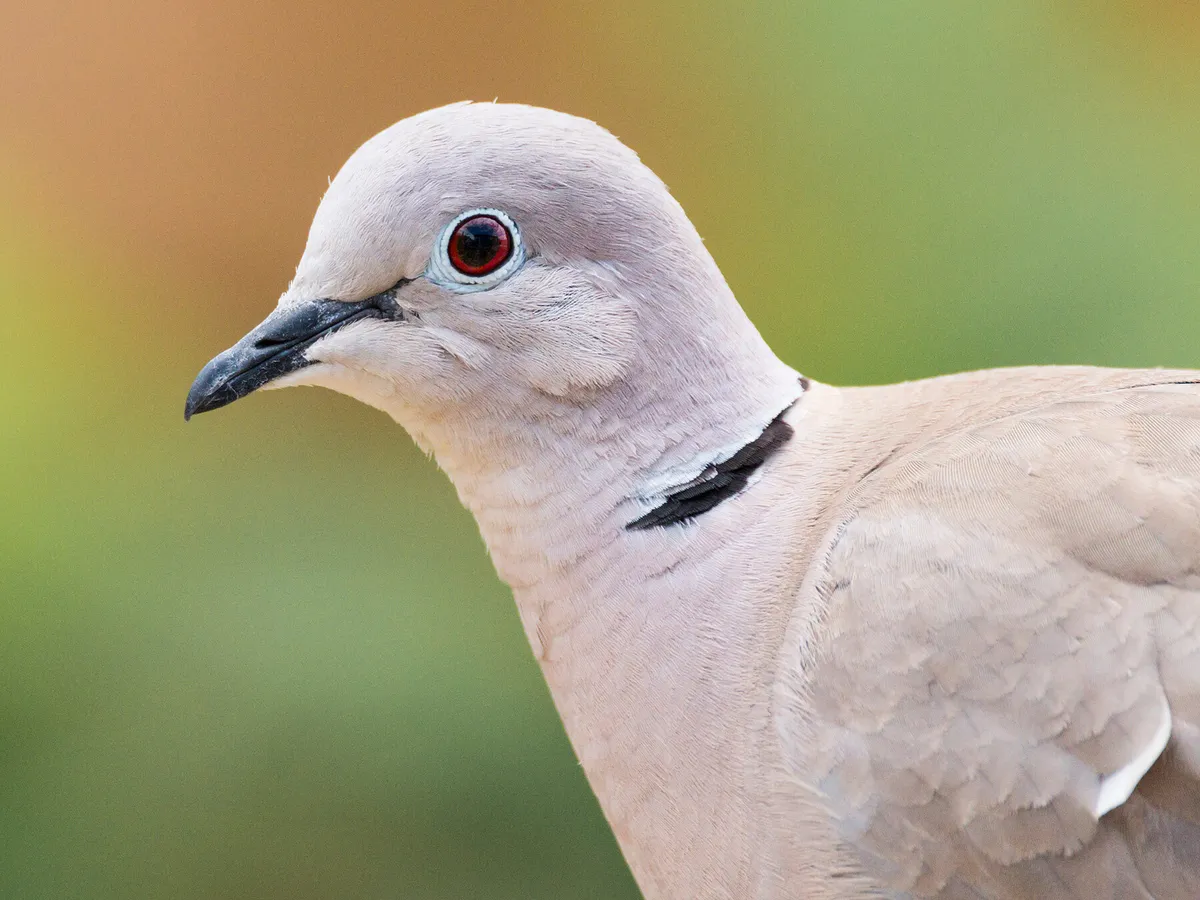 Eurasian Collared Dove Bird Facts (Streptopelia decaocto) | Birdfact