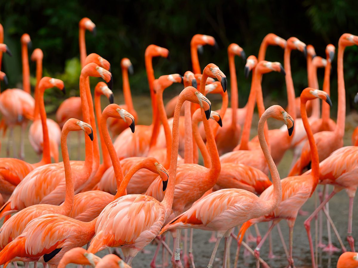 What Is a Group of Flamingos Called? Stunning Facts Revealed