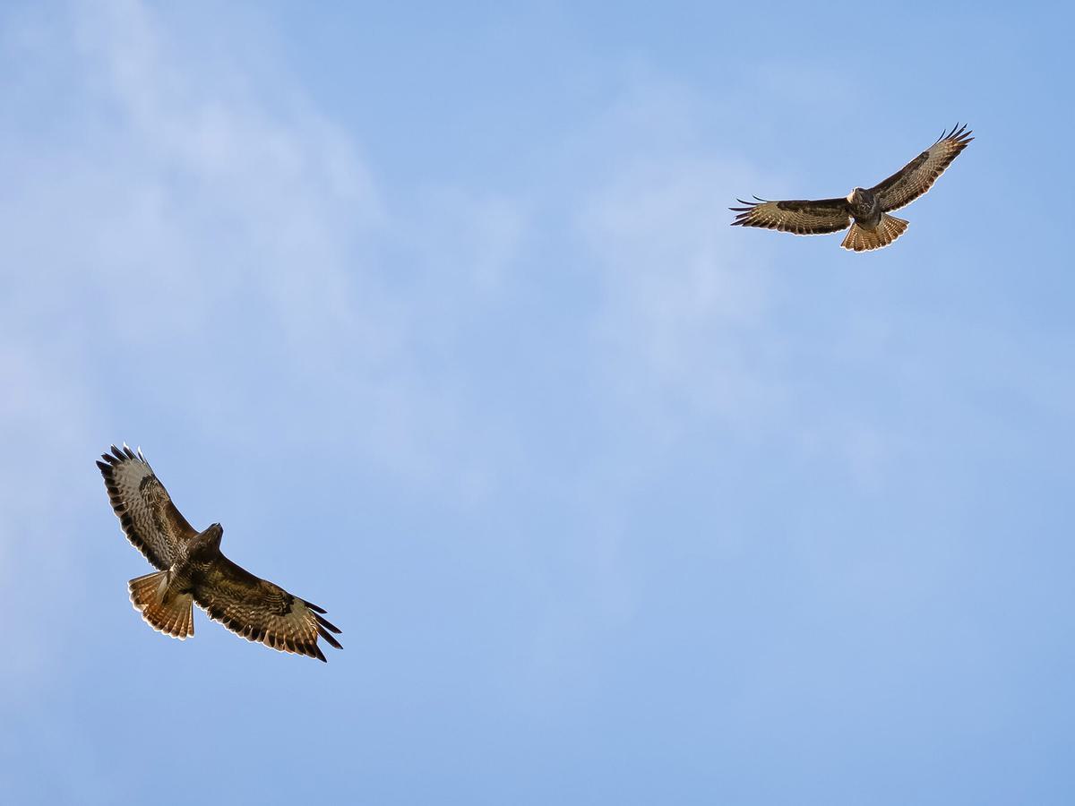 In the UK, common buzzards can frequently be spotted circling throughout the countryside