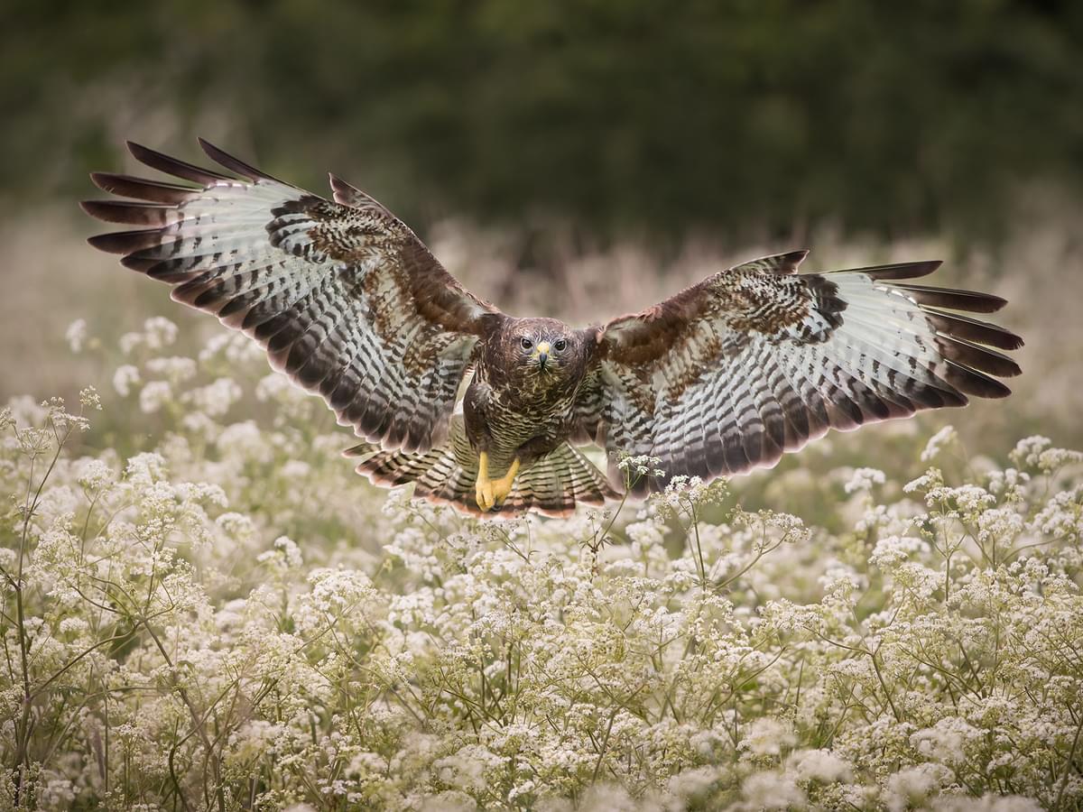 Buzzard swooping over a meadow, UK