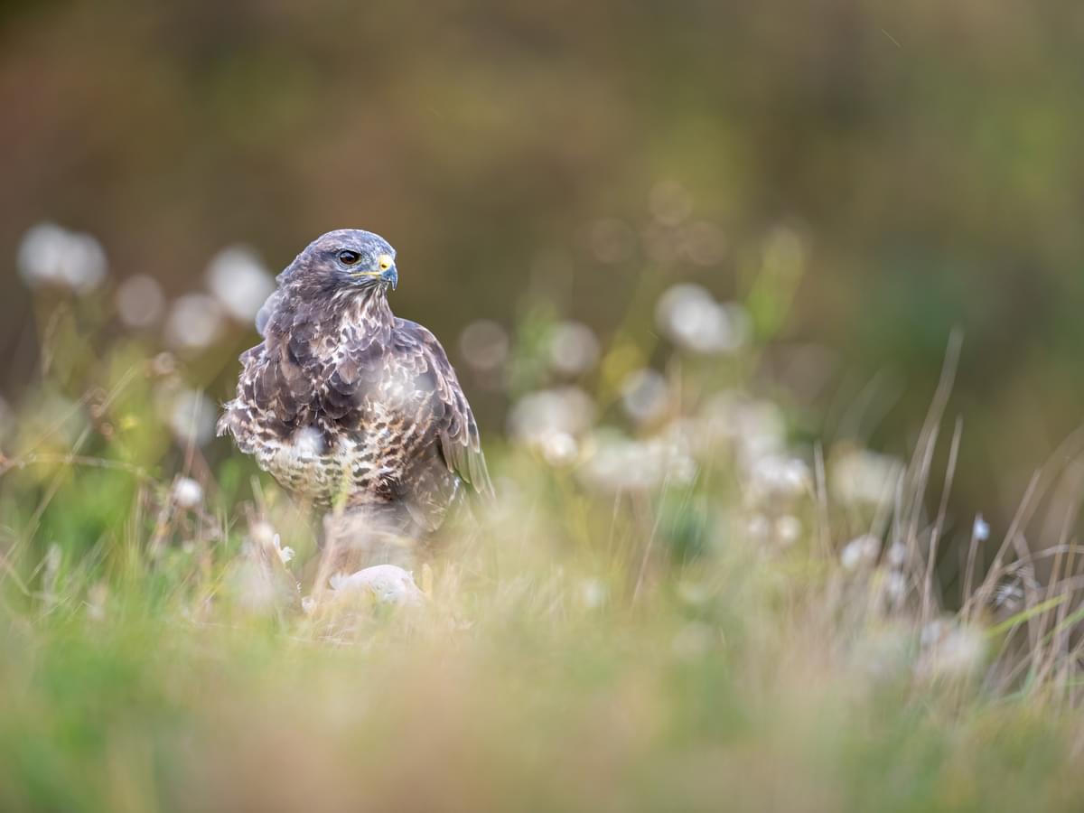 Buzzard or Red Kite? Identifying the Key Differences