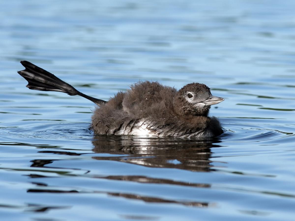 Young Common Loon stretching out its webbed foot
