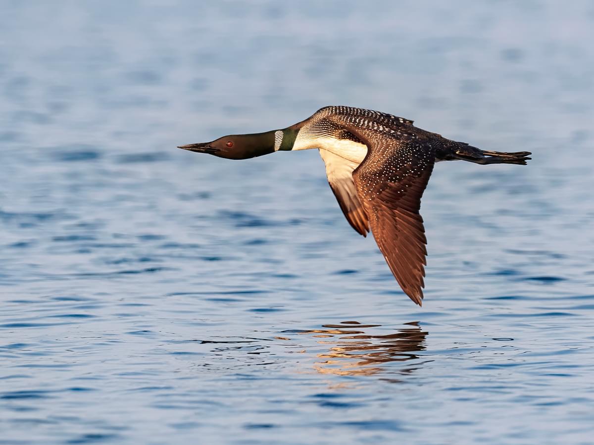 Common Loon, breeding, in-flight over a lake