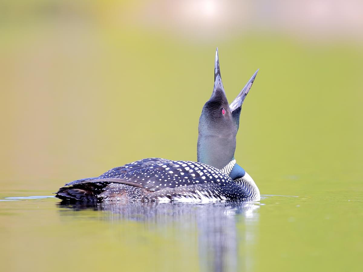 Common Loon, breeding plumage, calling out