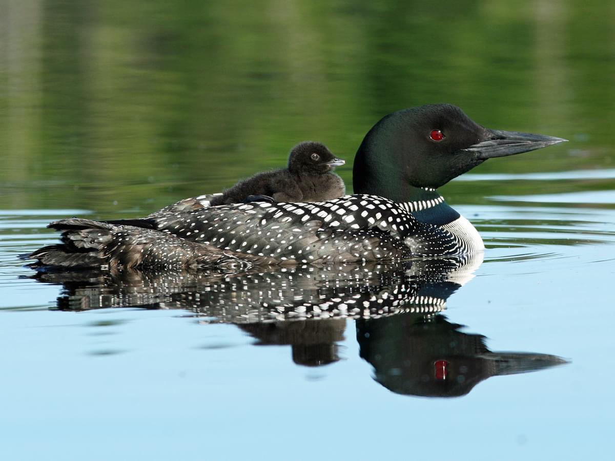 Common Loon with young riding on its back