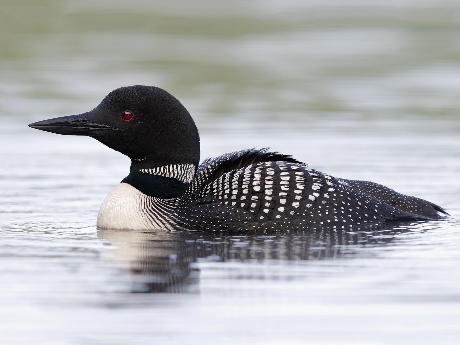 Common Loon