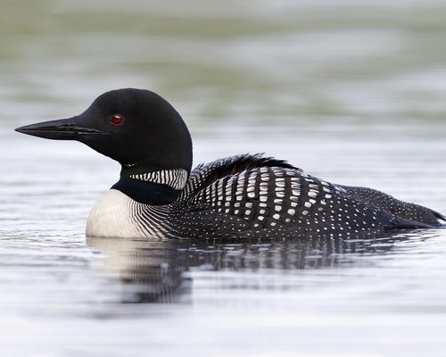 Common Loon