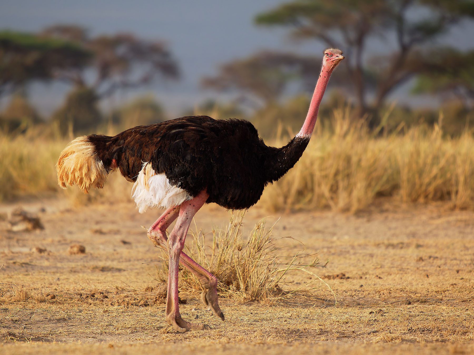 Common Ostrich Bird Facts (Struthio camelus) | Birdfact