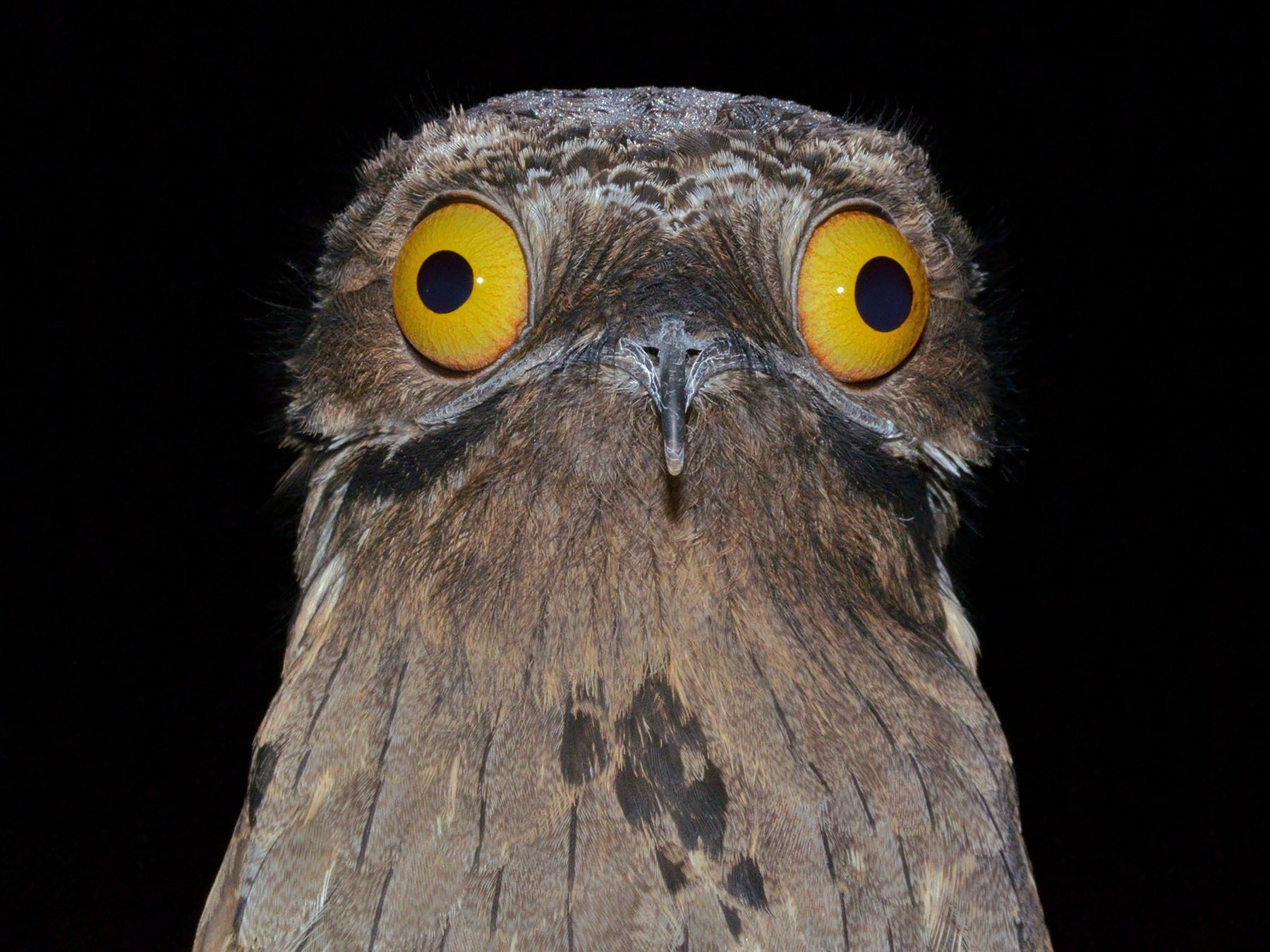 Common Potoo