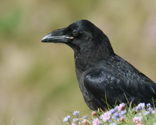 Common Raven