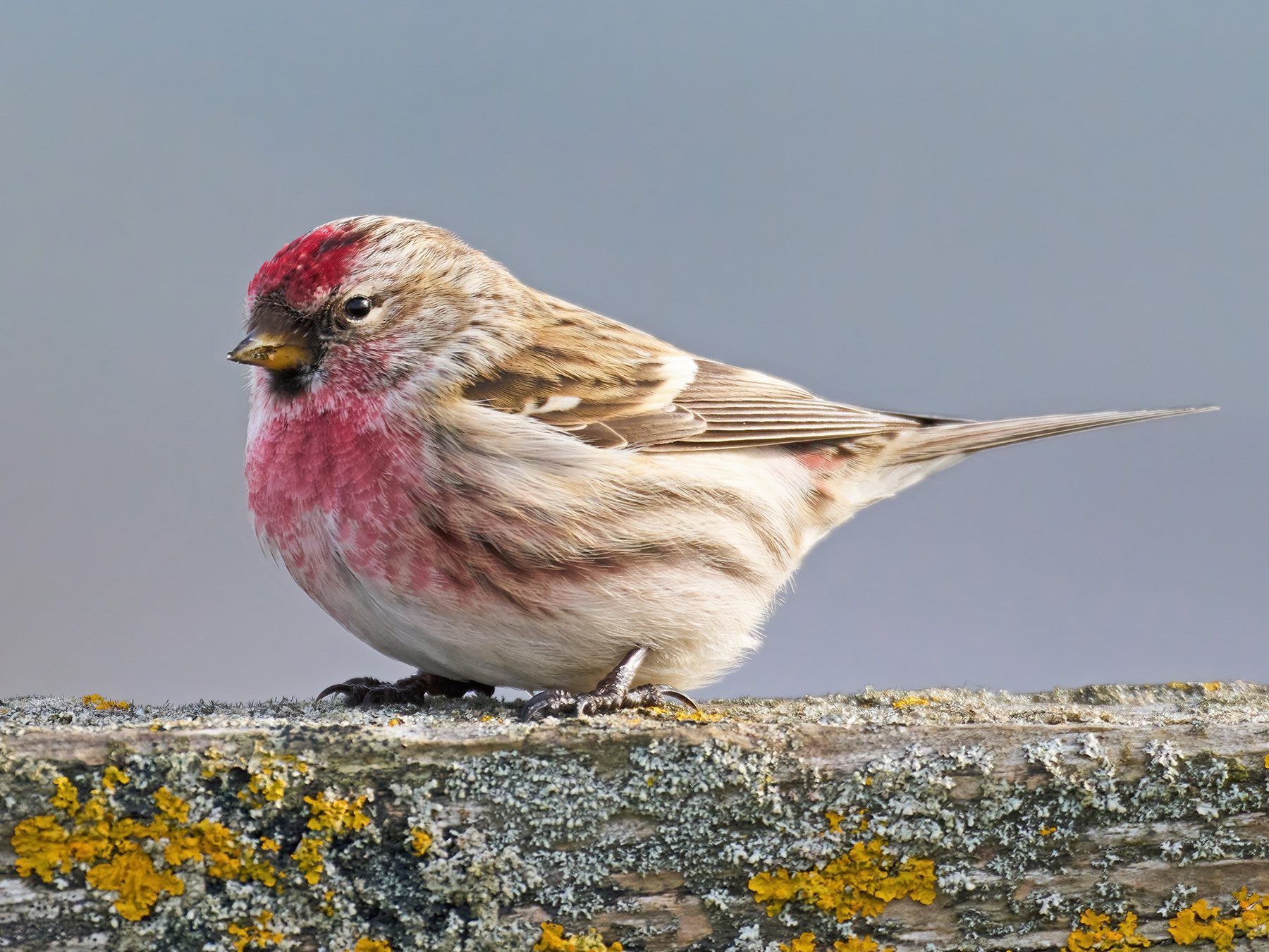 Common Redpoll