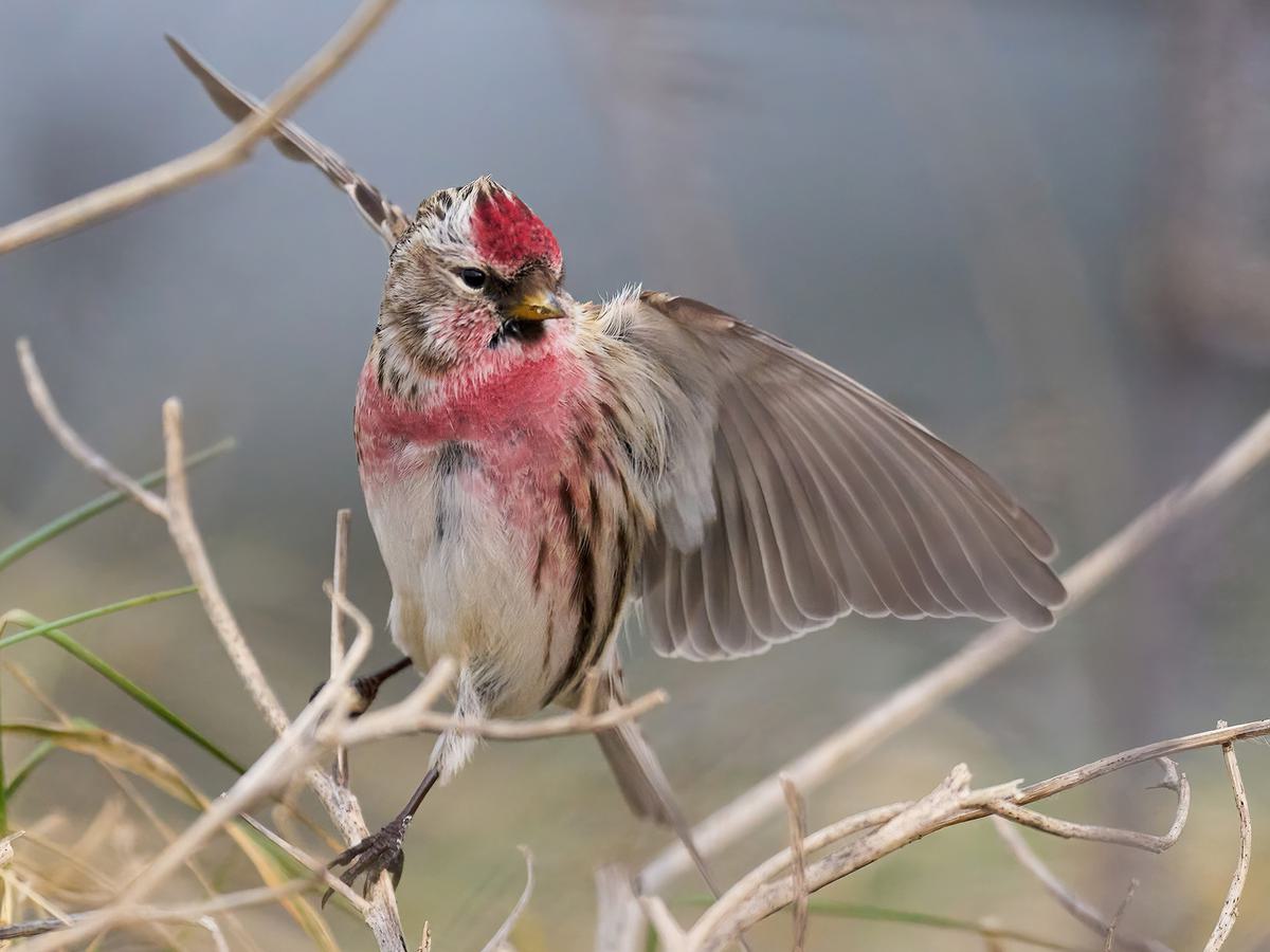 Common Redpoll about to land