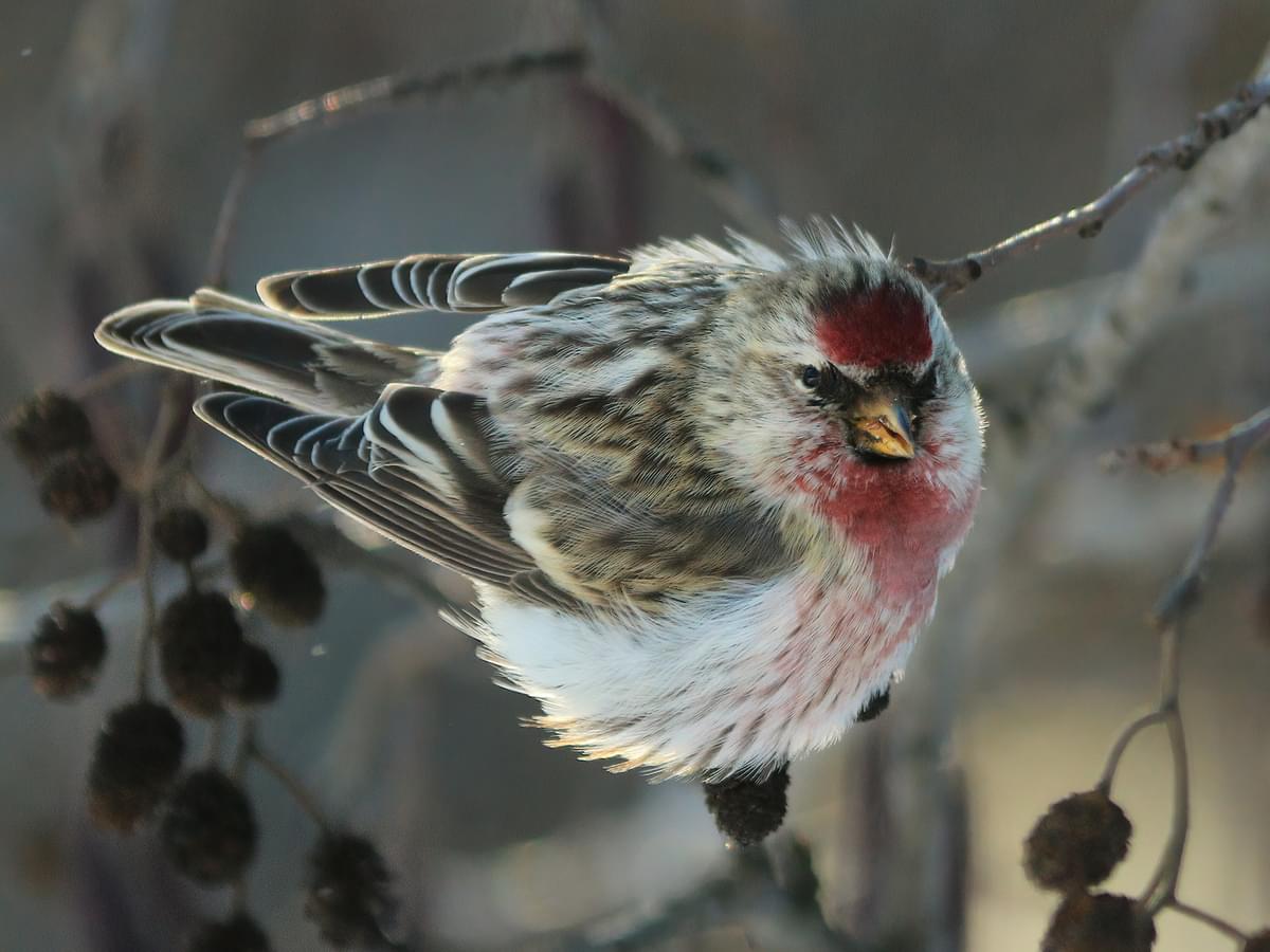 Common Redpoll perching in tree