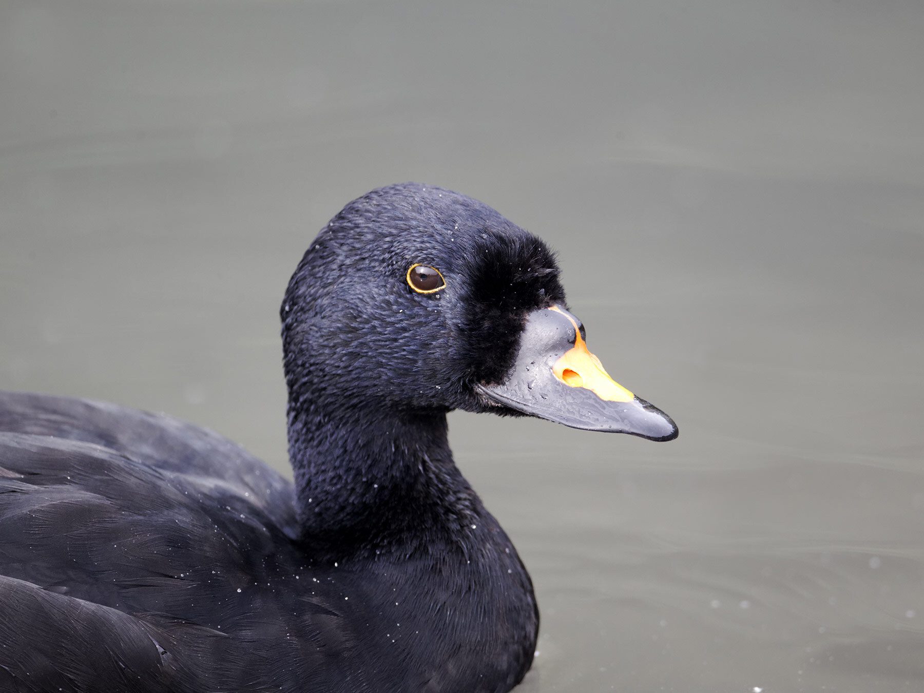 Common Scoter