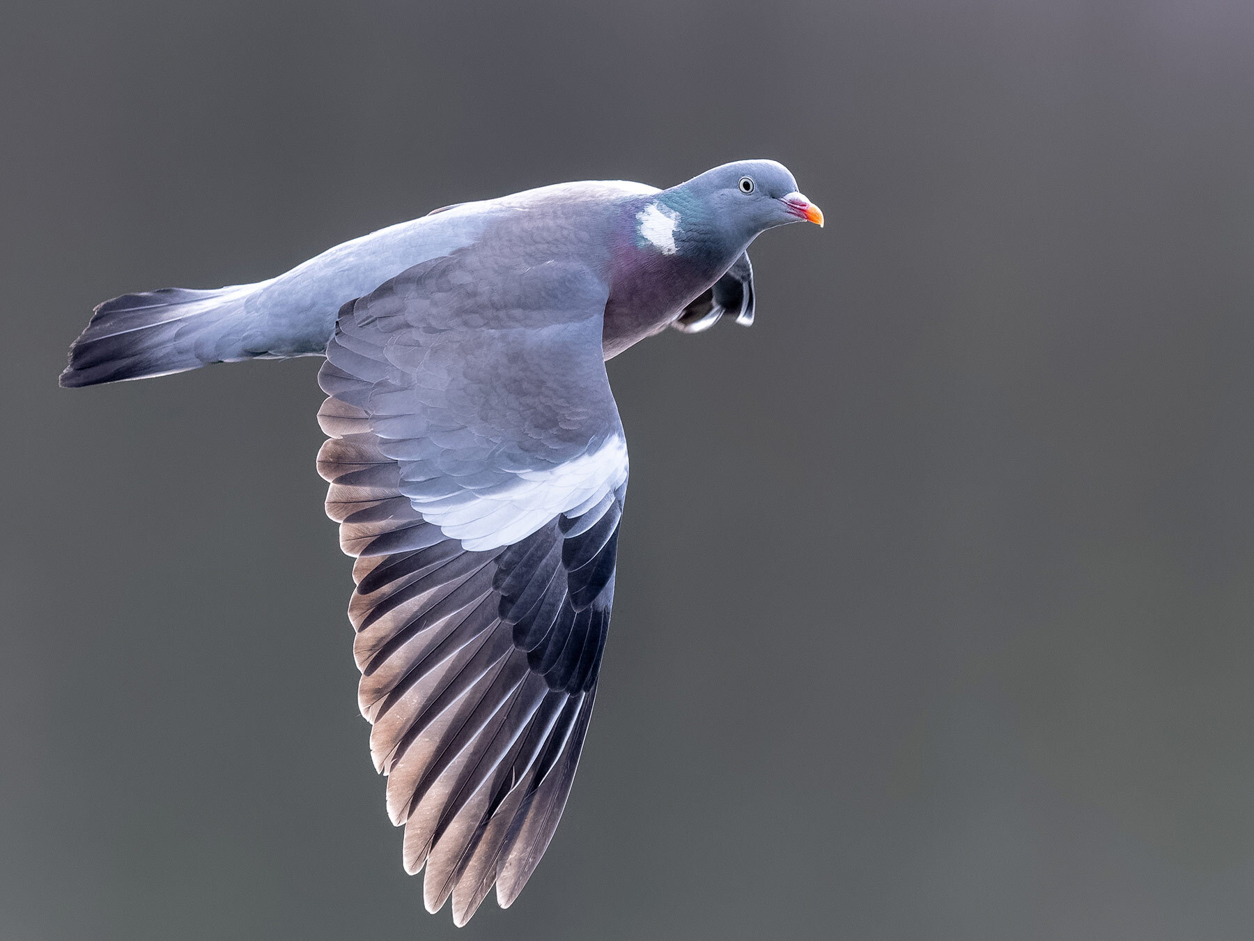 Female Wood Pigeons (Male vs Female Identification Guide) Birdfact