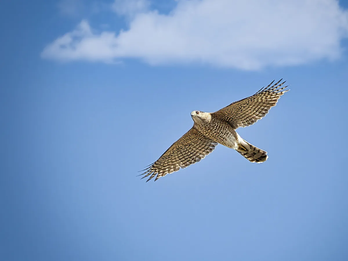 Cooper’s Hawk or Red-tailed Hawk: What Are The Differences? | Birdfact