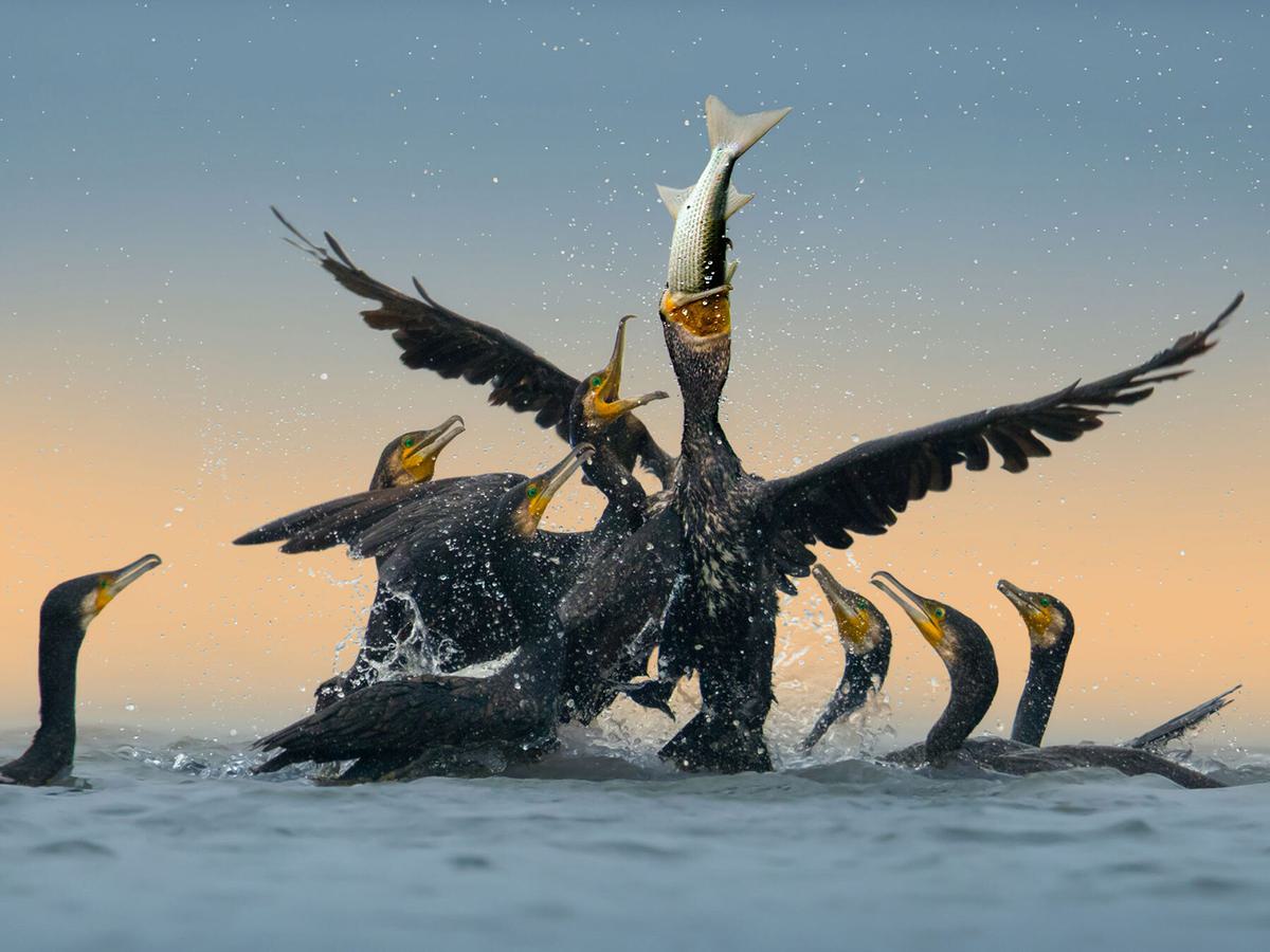 A group of cormorants fighting over a fish