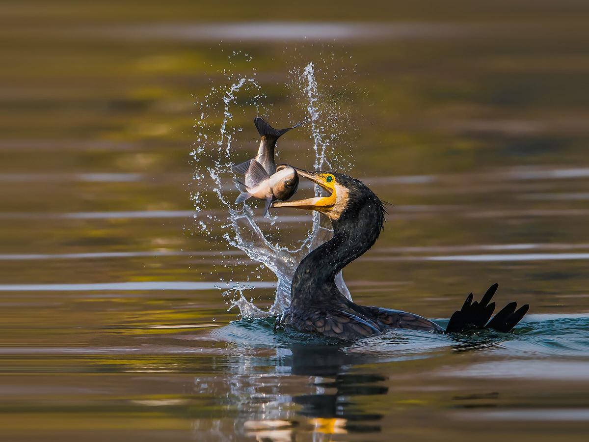 A Great Cormorant catching a fish