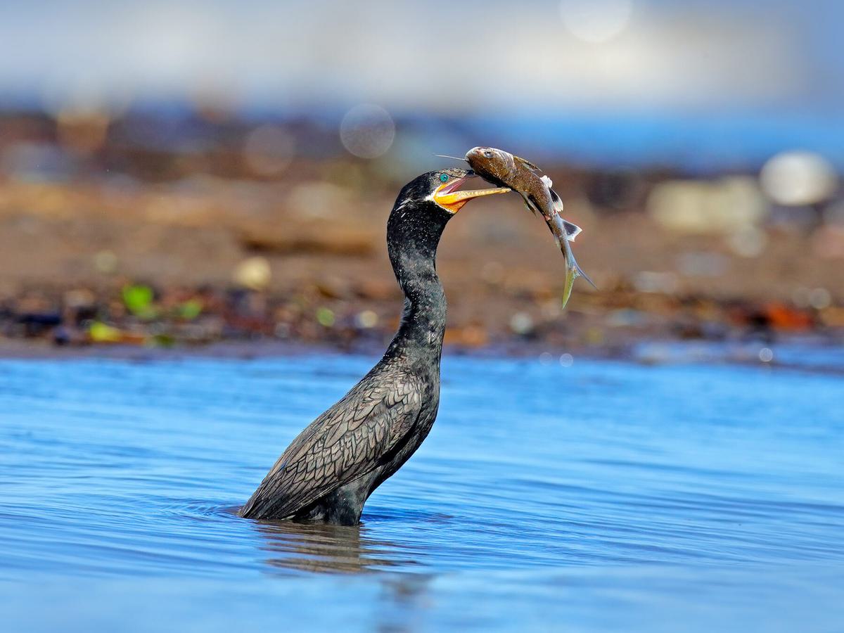 One of the main components of a Cormorants diet is fish