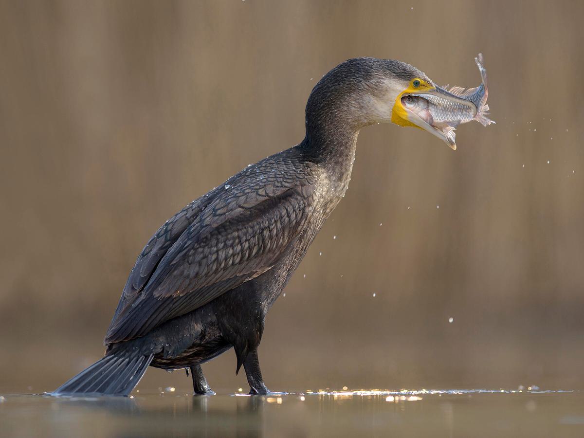 A cormorant swallowing a fish