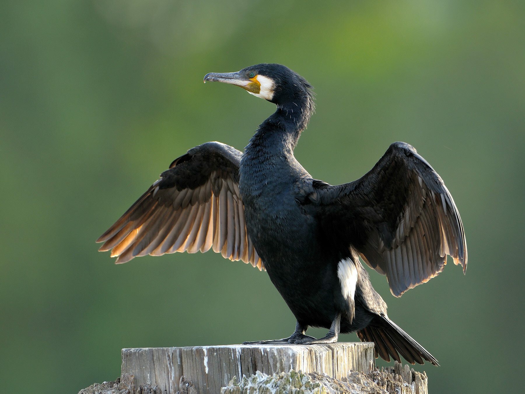 Great Cormorant