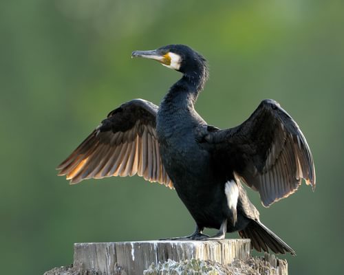 Great Cormorant