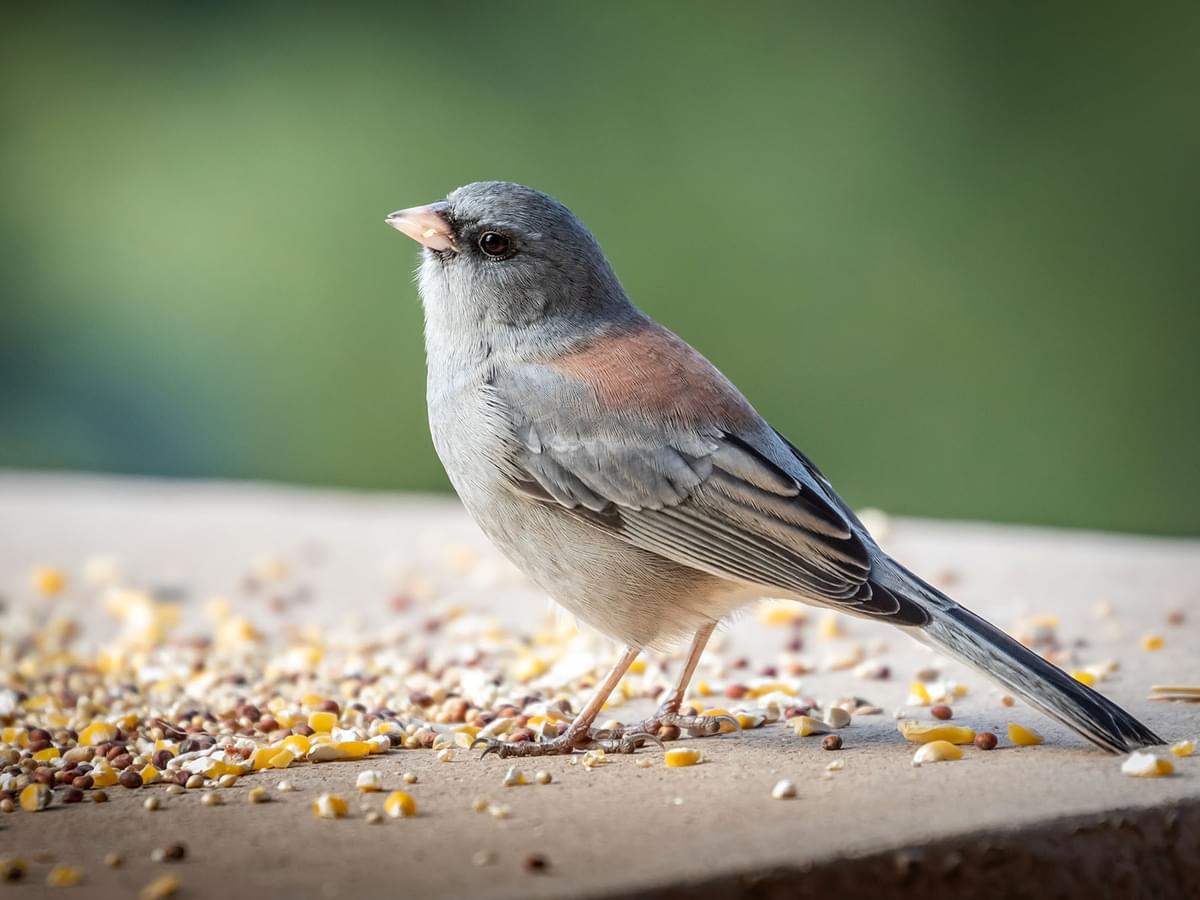 Cracked Corn for Birds: A Nutritional Feast in Your Backyard