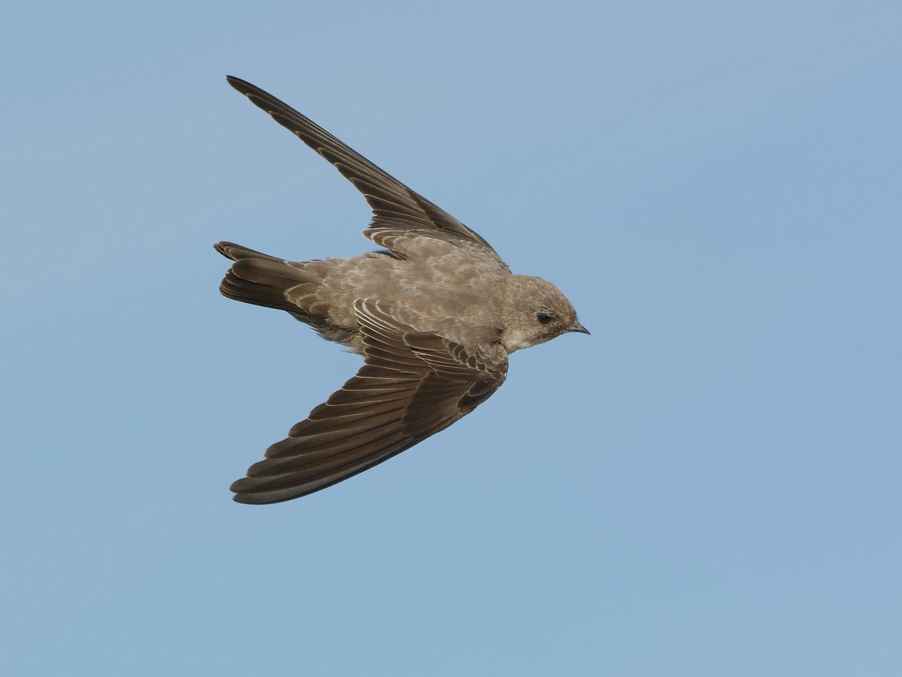 Crag Martin