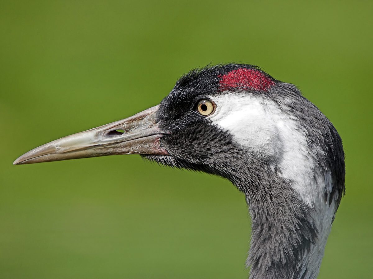 Common Crane Bird Facts (Grus grus) | Birdfact