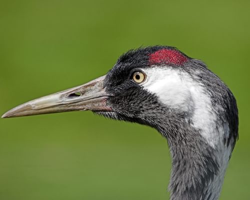 Common Crane