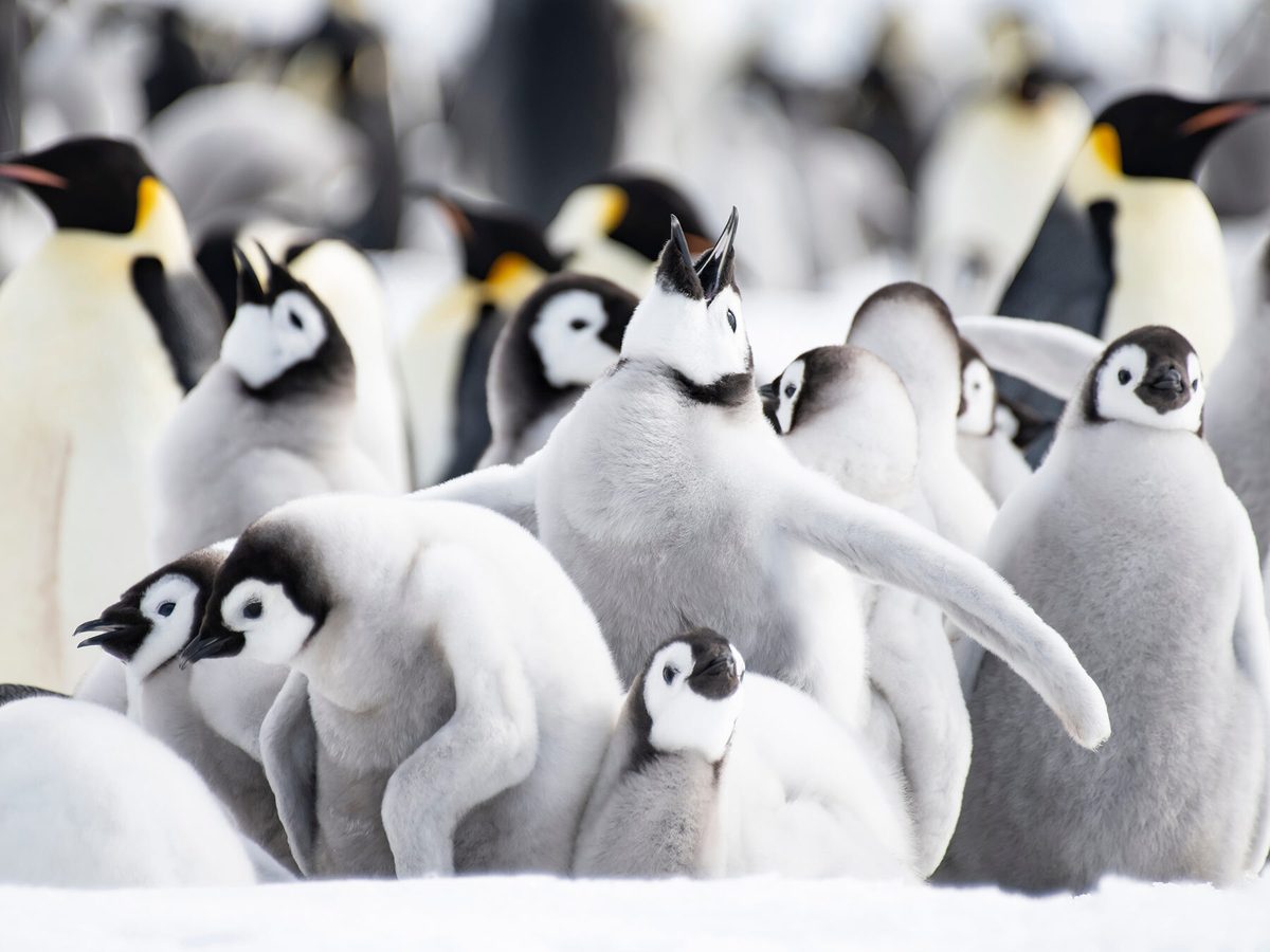 What is a Group of Penguins Called? (Complete Guide) | Birdfact