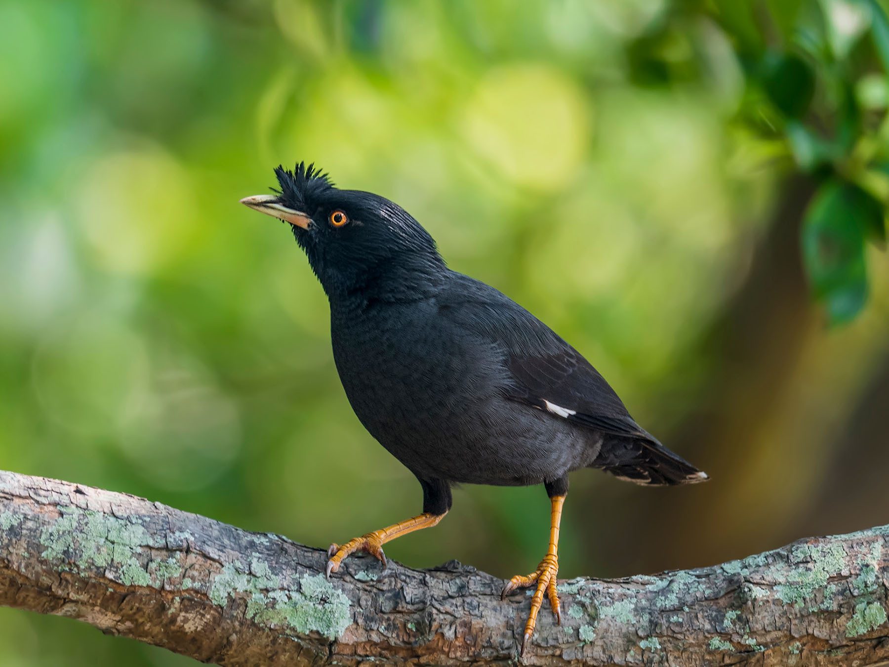 Crested Myna
