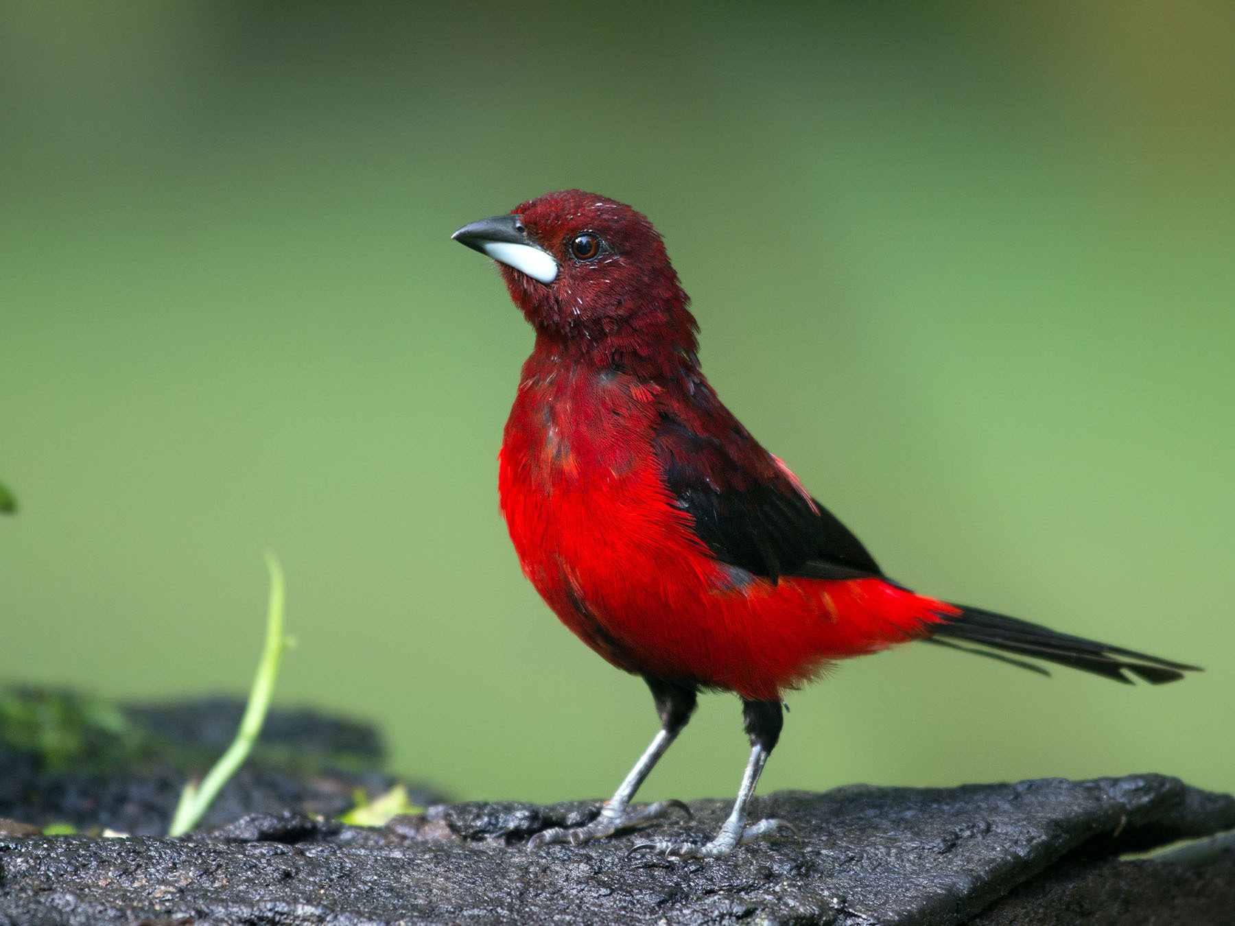 Crimson-backed Tanager
