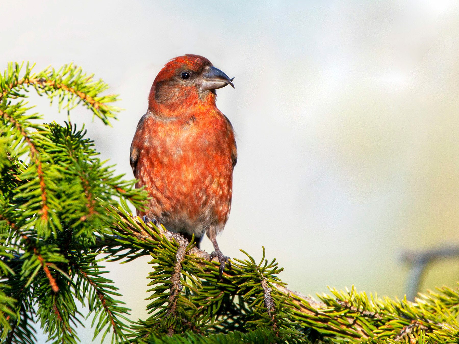 Red Crossbill