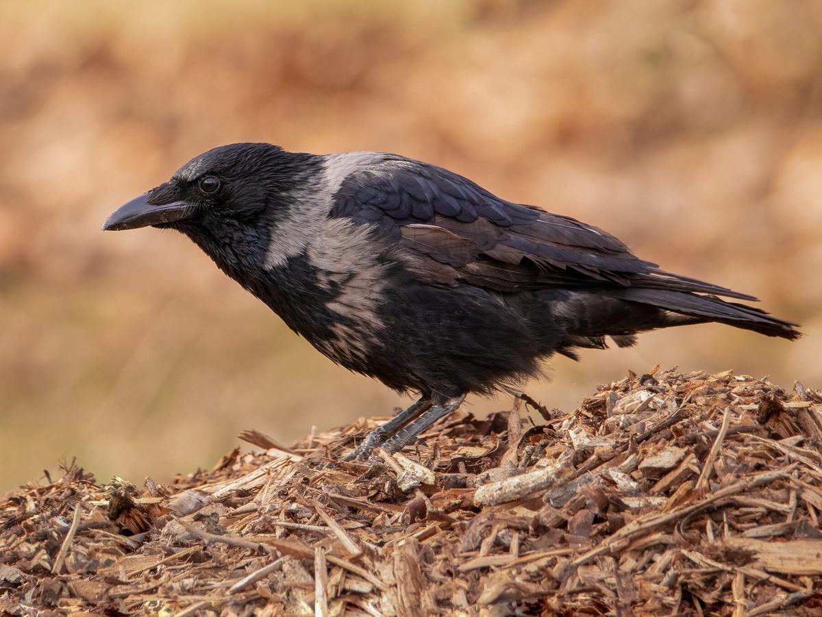 Crows are amongst the smartest species of birds