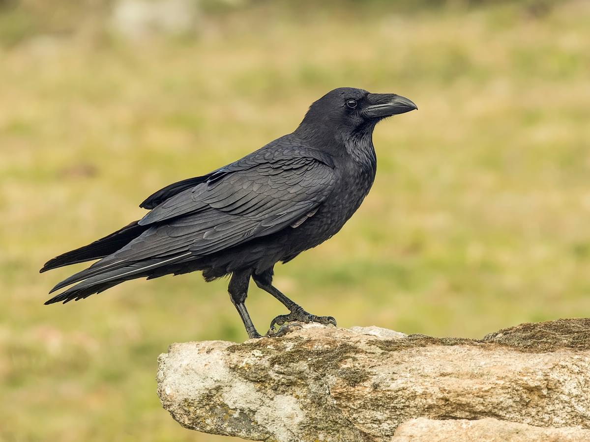 Crow Symbolism: Exploring Ancient Myths and Modern Interpretations