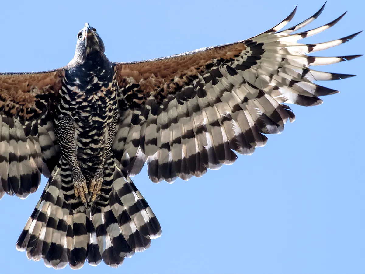 Águila coronada volando en el cielo